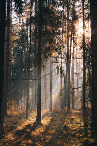 秋天雾蒙蒙的早晨落叶林的风景。