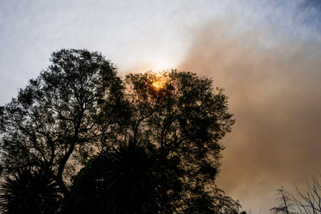 澳大利亚丛林大火树木的轮廓和森林大火的烟雾覆盖了天空，灼热的太阳几乎看不透烟雾。灾难性火灾危险，新南威尔士州，澳大利亚