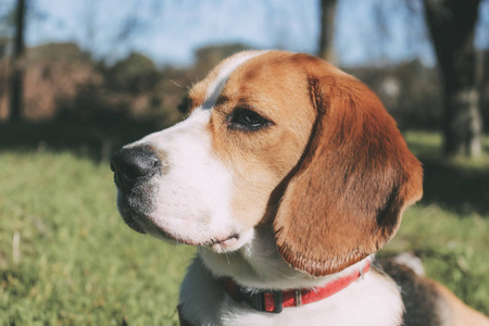 小猎犬在草地上静静地休息