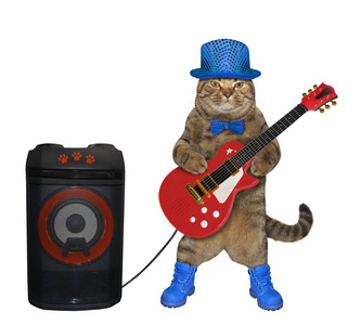戴蓝帽子的猫弹电吉他图片