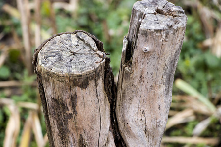 木板 自然 圆圈 戒指 树皮 森林 生活 古老的 生长 历史