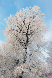 复制空间 自然 冬天 风景 季节 寒冷的 降雪 天气 分支