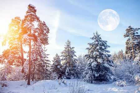美丽的冬季风景，阳光明媚，树木被白雪覆盖。俄罗斯风景。