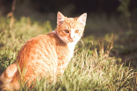 宠物 斑猫 秋天 甜的 自然 猫科动物 外部 特写镜头 乐趣