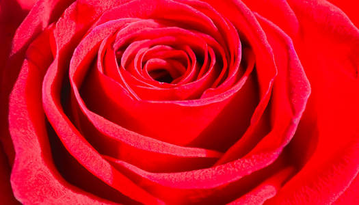 红玫瑰特写。玫瑰背景和纹理摄影