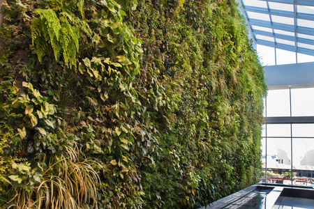 热带植物垂直花园的绿色自然背景