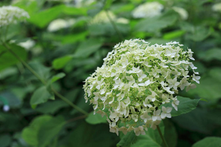 花园 绣球花 自然 植物 植物区系 盛开 季节 植物学 美丽的