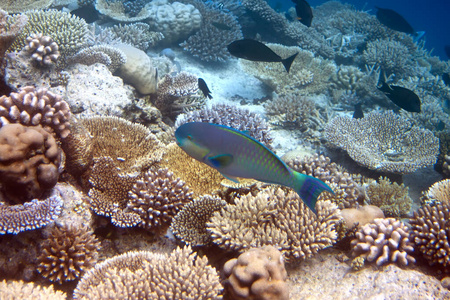 旅行 水下 加勒比 浅滩 环境 珊瑚 暗礁 美女 生活 野生动物
