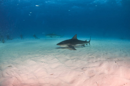 巴哈马的公牛鲨