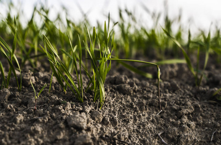 生长在土壤中的青小麦.农业加工.