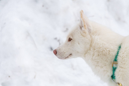 哈士奇狗肖像，冬季雪地背景。雪橇狗训练前散步的有趣宠物。