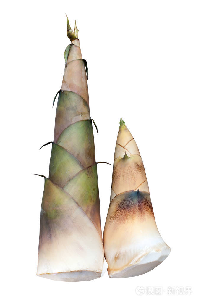 bambooshootorbamboosprout