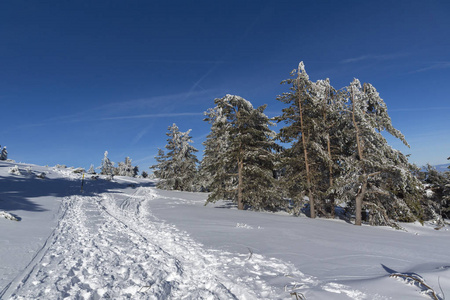 维托沙山的冬季景色，树木覆盖着积雪，布