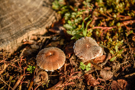 树林里一个老树桩上的假蘑菇图片