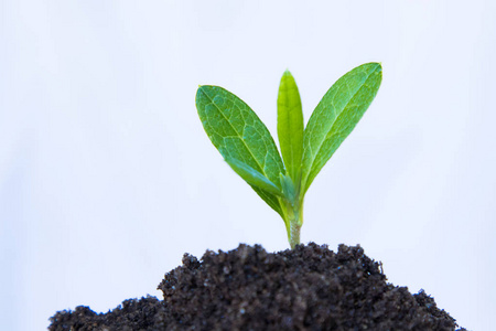 植物 树叶 地面 生活 发芽 环境 生长 污垢 植物学 重新造林