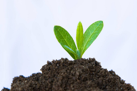 植物学 生态学 污垢 摄入 树叶 自然 地球 园艺 温室