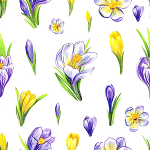 Crocus flowers 