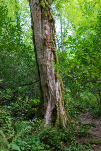 绿林中一棵老树的树干