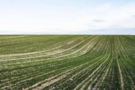 生长在土壤中的青小麦.农业加工.
