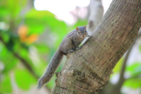 Chipmunk sits on a tree 