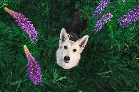 可爱的牧羊犬坐在高高的草丛里