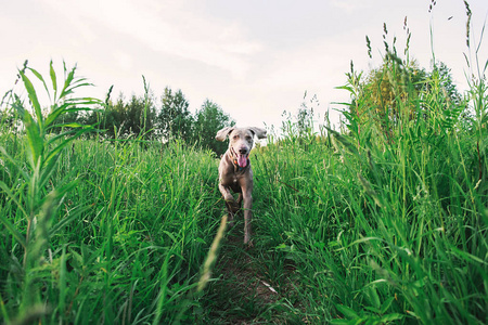 纯种威马拉犬在草地上散步