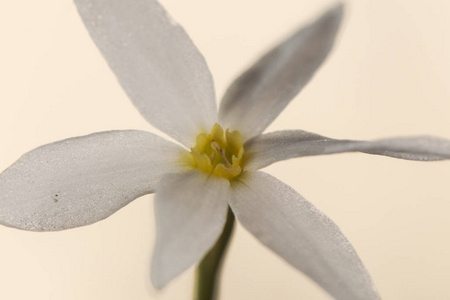 水仙是伊比利亚半岛西南部特有的一种小型白色水仙花,生长在阳光充足