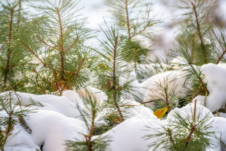 白雪覆盖的嫩绿松树。