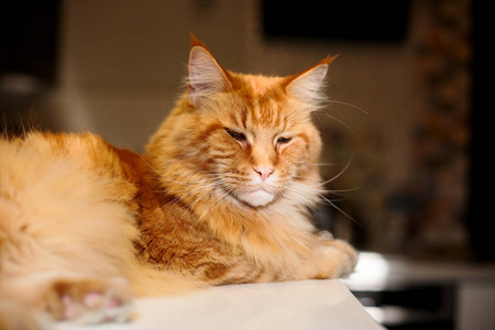 特写镜头中可爱的金吉尔缅因猫好奇的样子照片