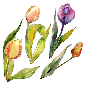 郁金香植物花。水彩背景插图集。孤立郁金香插图元素。