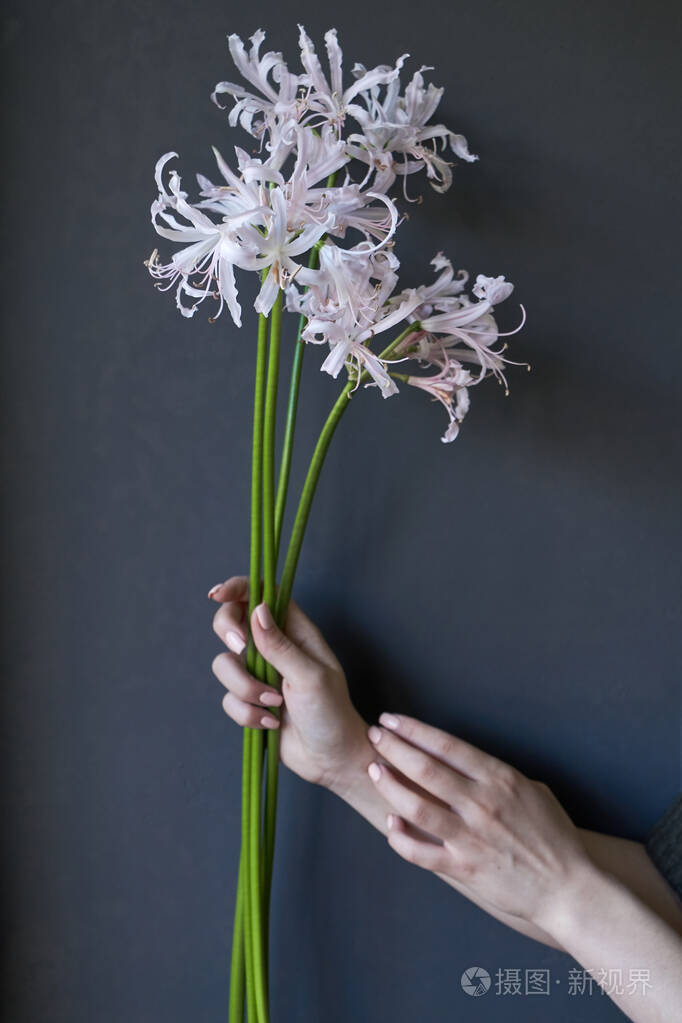 女性手的特写镜头握着一朵花选择性聚焦