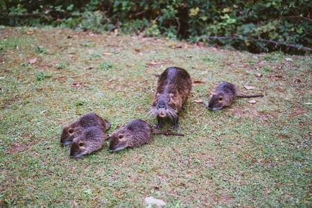 lago di garlate lecco市附近有许多小海狸鼠和妈妈照片