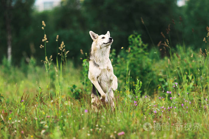 好奇的年轻牧羊犬站在田野上