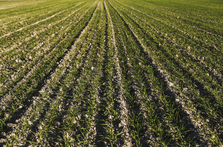 生长在土壤中的青小麦.农业加工.