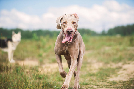 快乐的威马拉犬在夏日的田野上玩耍