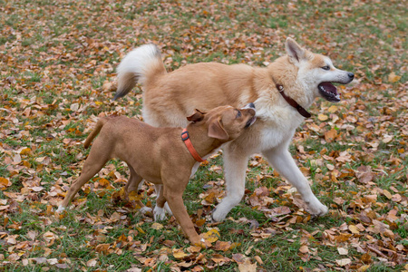 可爱的美国斯塔福德郡小狗和秋田犬在秋天的公园里玩耍。宠物动物。