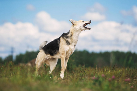 好奇的年轻牧羊犬站在田野上图片