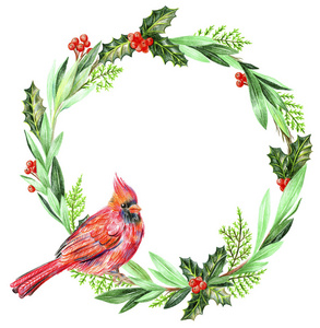 圣诞花环红色的红衣主教鸟在树枝上。霍莉和苏迦。