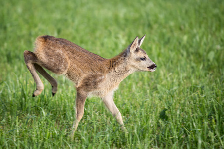 Young wild roe deer in grass, Capreolus capreolus. 