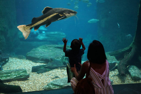 潜水员 水肺 自然 深的 游泳 潜水 动物 鲨鱼 埃及 浮潜