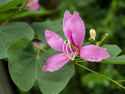 Close up Orchid Tree flower 