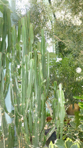 植物 收获 农业 领域 生长 仙人掌 风景 夏天 花园 食物