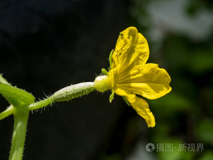 Close up of cucumber flower. 