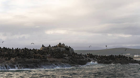 非洲 黄昏 轮廓 毛皮 海湾 海豹 生活 岩石 动物群 动物