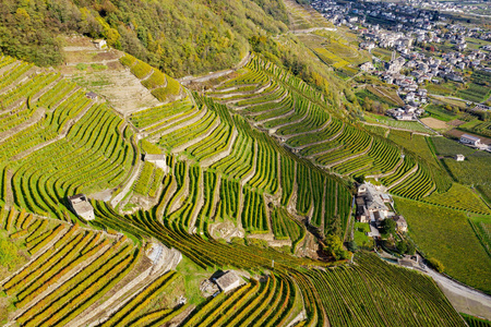 收获 旅行 风景 小山 梯田 海滩 国家 伦巴第 栽培 农场