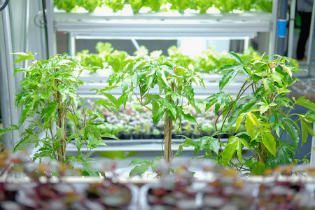 人工led灯智能室内农场种植植物.酸碱度照片