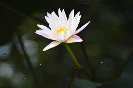 盛开 莲花 浮动 摄影 自然 植物 莉莉 粉红色 公园 池塘