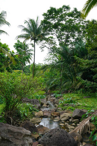 环境 植物 遥远的 天空 亚洲 风景 国家 岩石 自然 丛林