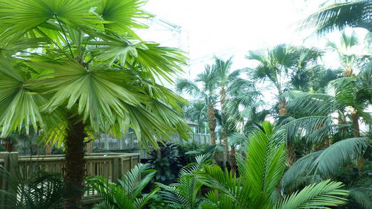 棕榈 旅行 森林 佛罗里达州 丛林 植物 环境 公园 天空