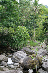 丛林 风景 森林 自然 公园 木材 岩石 夏天 假日 美丽的